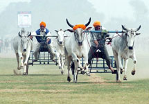 Bullock Race